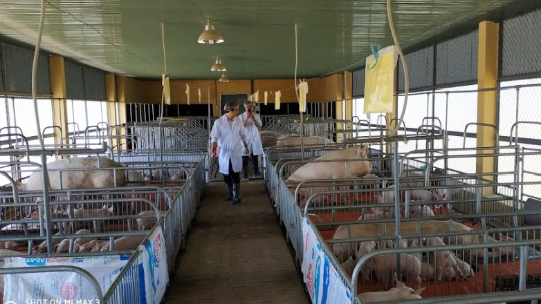 Chăn nuôi theo hướng an toàn sinh học sẽ hạn chế được dịch bệnh. Ảnh: N.D Chăn nuôi theo hướng an toàn sinh học sẽ hạn chế được dịch bệnh. Ảnh: N.D