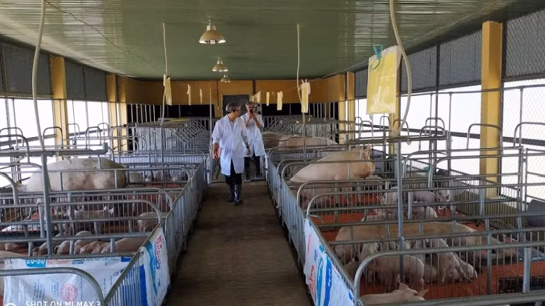 Chăn nuôi theo hướng an toàn sinh học sẽ hạn chế được dịch bệnh. Ảnh: N.D