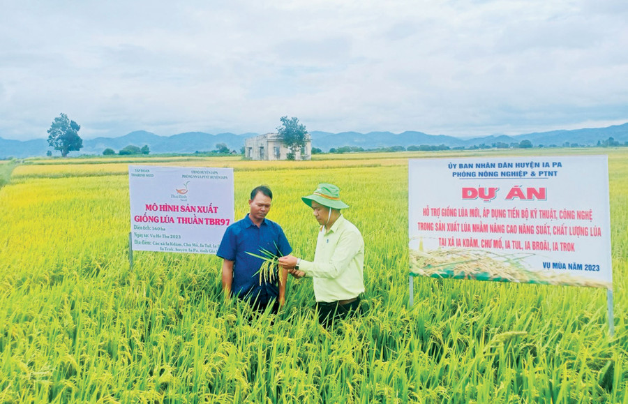 Cán bộ nông nghiệp hướng dẫn người dân kỹ thuật canh tác giống lúa mới. Ảnh: V.C Cán bộ nông nghiệp hướng dẫn người dân kỹ thuật canh tác giống lúa mới. Ảnh: V.C