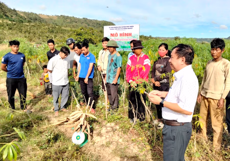 Các huyện, thị xã khu vực Đông Nam tỉnh đang tích cực đưa các giống mì kháng được bệnh khảm lá vào sản xuất. Ảnh: V.C