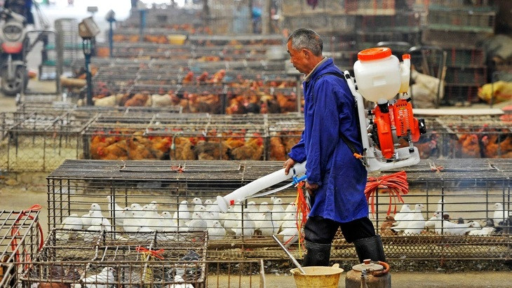 Một khu chợ gia cầm được khử trùng ở TP. Vũ Hán, Trung Quốc. Ảnh: AFP