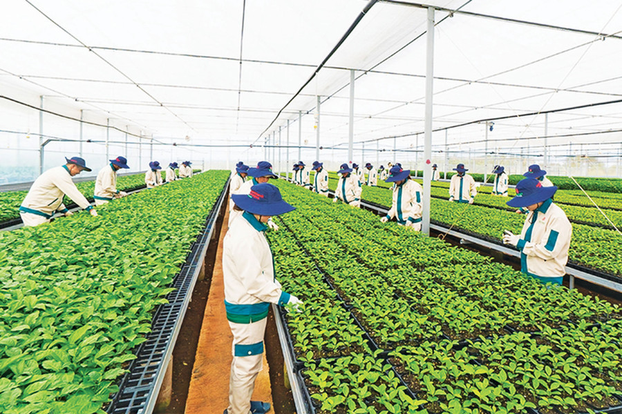 Vườn ươm giống chanh dây của Công ty cổ phần Quốc tế Thông Đỏ. Ảnh: Quang Tấn Vườn ươm giống chanh dây của Công ty cổ phần Quốc tế Thông Đỏ. Ảnh: Quang Tấn