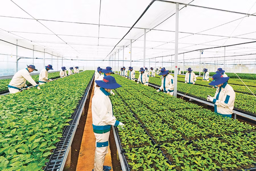 Vườn ươm giống chanh dây của Công ty cổ phần Quốc tế Thông Đỏ. Ảnh: Quang Tấn Vườn ươm giống chanh dây của Công ty cổ phần Quốc tế Thông Đỏ. Ảnh: Quang Tấn