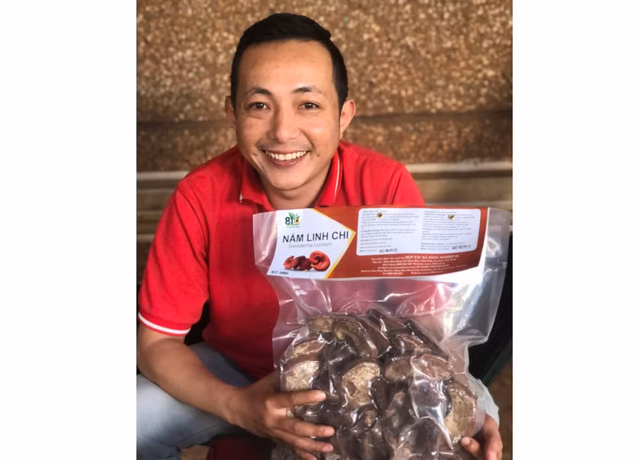 Dù sản phẩm nấm linh chi đỏ đạt OCOP 3 sao cấp tỉnh năm 2020 đã hết thời hạn chứng nhận nhưng anh Đoàn Công Tiến vẫn chưa quan tâm làm hồ sơ đăng ký, đánh giá lại. Ảnh: Q.T