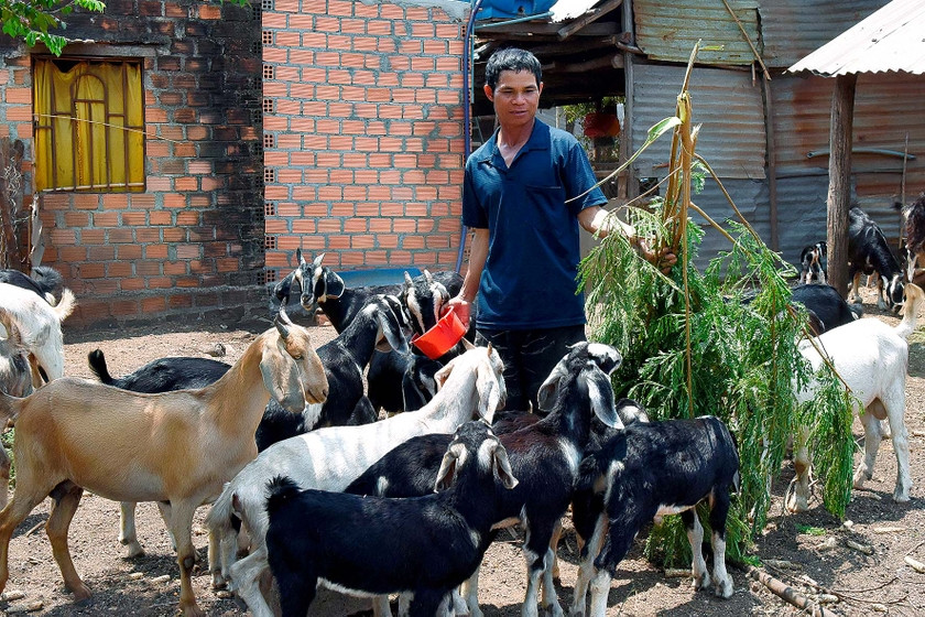 Giữa năm 2020, gia đình anh Kpuih Var (làng Kê, thị trấn Chư Sê) được hỗ trợ 3 con dê sinh sản để tạo động lực vươn lên thoát nghèo. Ảnh: Đức Thụy