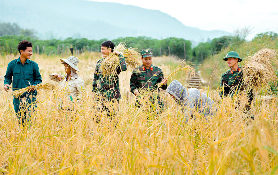 Cán bộ, chiến sĩ Ban Chỉ huy Quân sự huyện Ia Grai giúp người dân thu hoạch lúa. Ảnh: Vĩnh Hoàng