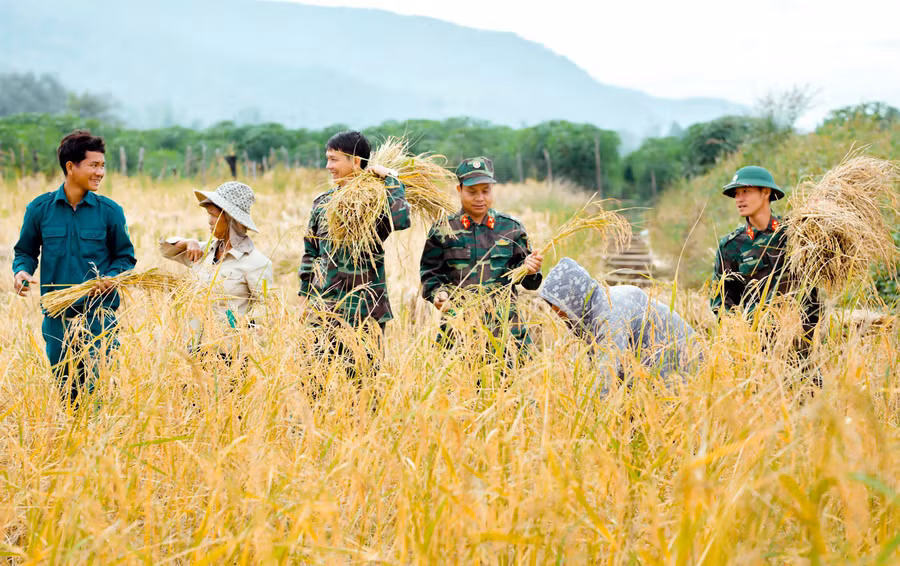 Cán bộ, chiến sĩ Ban Chỉ huy Quân sự huyện Ia Grai giúp người dân thu hoạch lúa. Ảnh: Vĩnh Hoàng