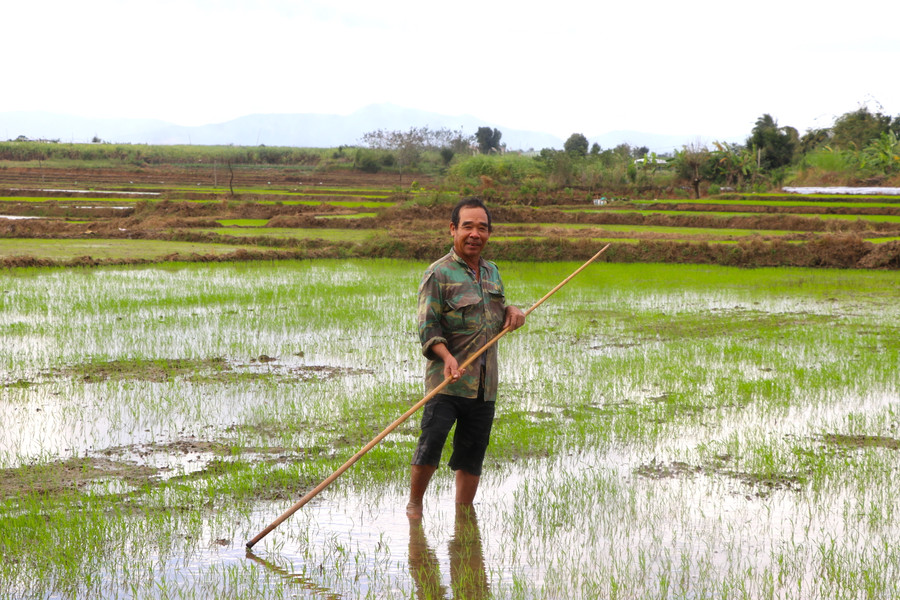 Vụ Đông Xuân năm nay, ông Trần Văn Hay (thôn Tân Phong, xã Tân An, huyện Đak Pơ) sản xuất giống lúa BĐR999. Ảnh: Ngọc Minh
