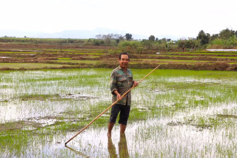 Vụ Đông Xuân năm nay, ông Trần Văn Hay (thôn Tân Phong, xã Tân An, huyện Đak Pơ) sản xuất giống lúa BĐR999. Ảnh: Ngọc Minh