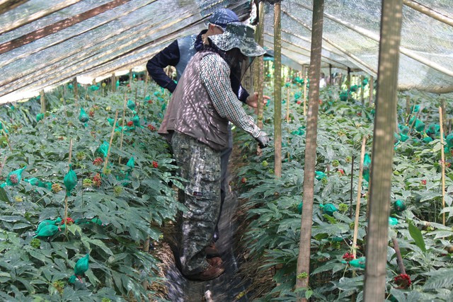 GS-TS Park Jeong-hill và TS Yun-Hyun Yu tại vườn sâm Việt kết hợp với các nhà khoa học VN trồng tại Lâm Đồng
