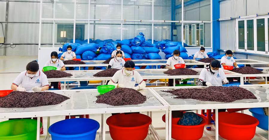 Các CCN đã thu hút nhiều dự án lớn, góp phần khai thác tốt tiềm năng, lợi thế về nguồn nguyên liệu của từng địa phương trong tỉnh. Ảnh: V.T