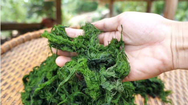 Quẹ đã được rửa sạch chuẩn bị chế biến thành món ăn Quẹ đã được rửa sạch chuẩn bị chế biến thành món ăn