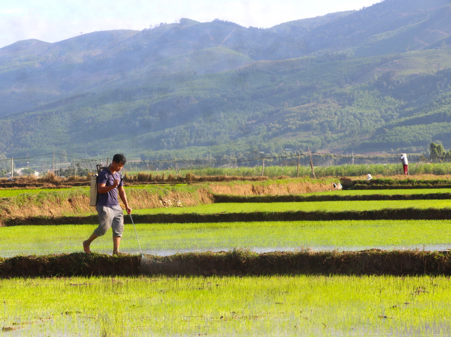 Người dân xã Tân An (huyện Đak Pơ) chăm sóc, phòng ngừa sâu bệnh hại lúa. Ảnh: N.M