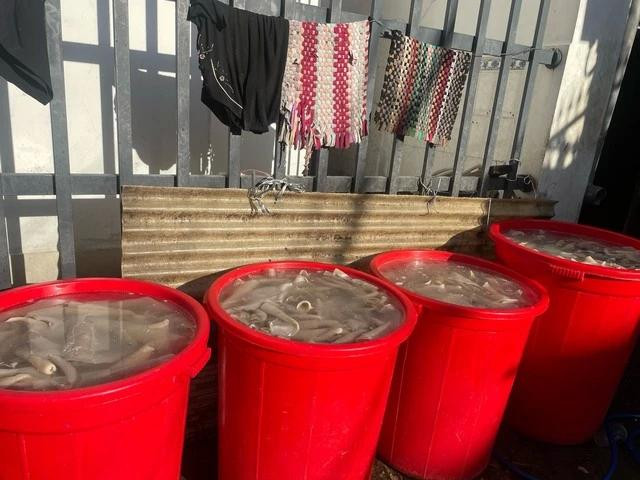 Theo chủ cơ sở, việc ngâm da heo với chất tẩy trắng không theo quy luật nào Theo chủ cơ sở, việc ngâm da heo với chất tẩy trắng không theo quy luật nào