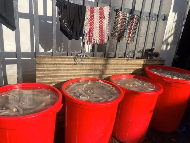 Theo chủ cơ sở, việc ngâm da heo với chất tẩy trắng không theo quy luật nào