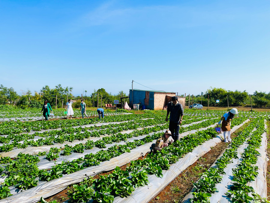 Vườn dâu tây của anh Dũng luôn thu hút đông đảo du khách tới tham quan, trải nghiệm và thu mua. Ảnh: Mai Ka Vườn dâu tây của anh Dũng luôn thu hút đông đảo du khách tới tham quan, trải nghiệm và thu mua. Ảnh: Mai Ka