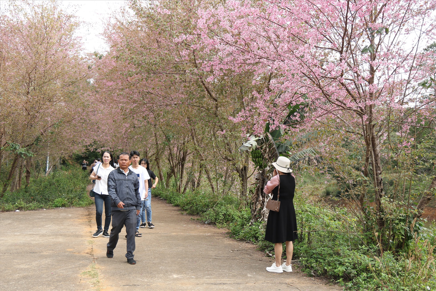 Du xuân dưới vườn anh đào ở Măng Đen. Ảnh: Thanh Tuấn