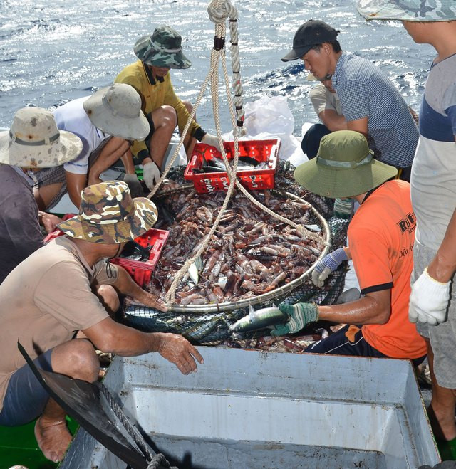 Mẻ lưới đầy ắp cá lẫn mực của ngư dân Quảng Nam ở quần đảo Trường Sa Mẻ lưới đầy ắp cá lẫn mực của ngư dân Quảng Nam ở quần đảo Trường Sa