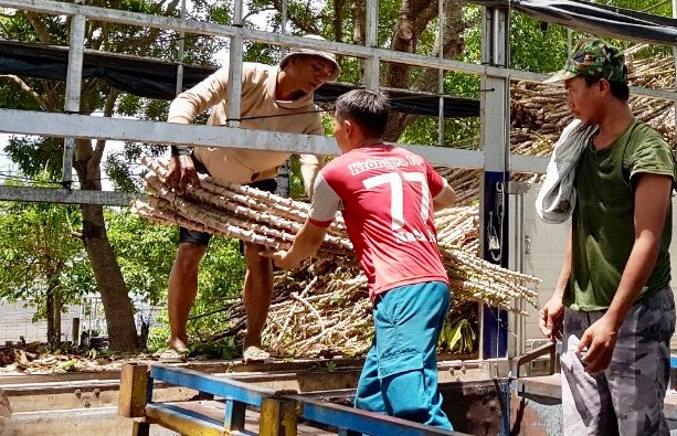 Người dân xã Uar nhận giống mì mới HN5 để trồng trong vụ mùa 2023. Ảnh: Lê Nam