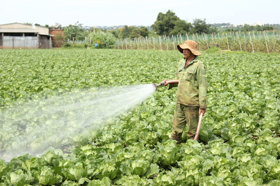 Nhờ nước tưới ổn định, người dân sản xuất rau quanh năm. Ảnh: Nguyễn Diệp