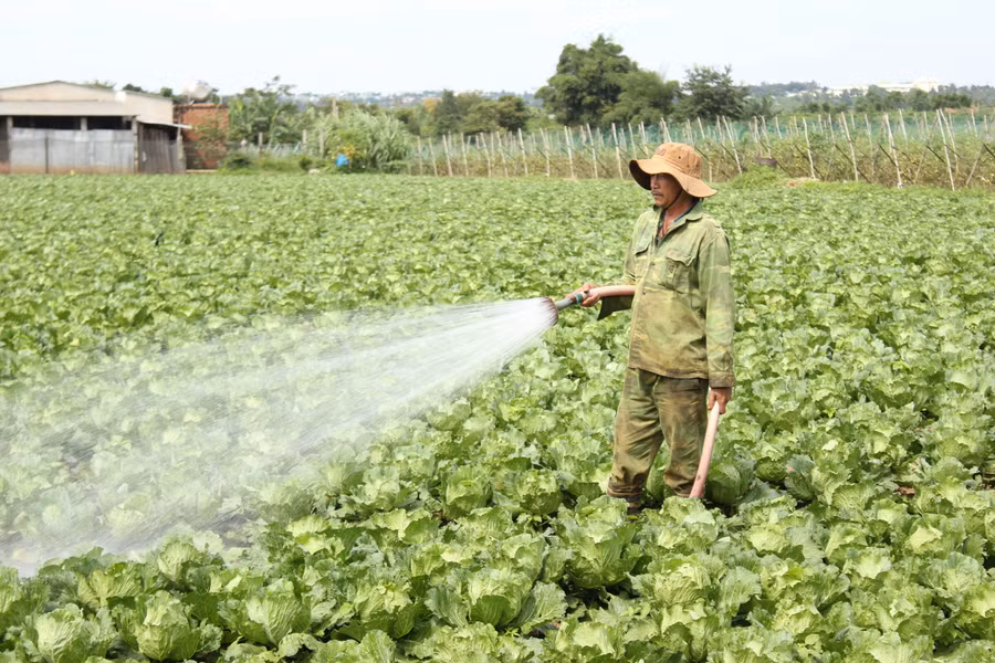 Nhờ nước tưới ổn định, người dân sản xuất rau quanh năm. Ảnh: Nguyễn Diệp