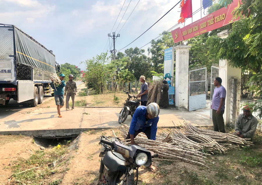 Người dân xã Ia Mlah nhận giống mì HN5 để trồng trong vụ mùa 2023. Ảnh: Lê Nam