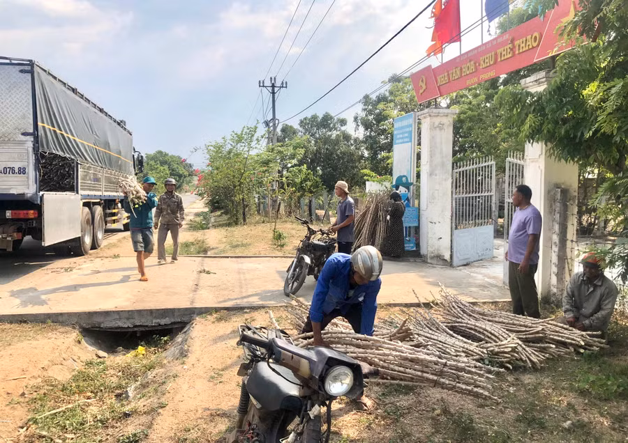 Người dân xã Ia Mlah nhận giống mì HN5 để trồng trong vụ mùa 2023. Ảnh: Lê Nam