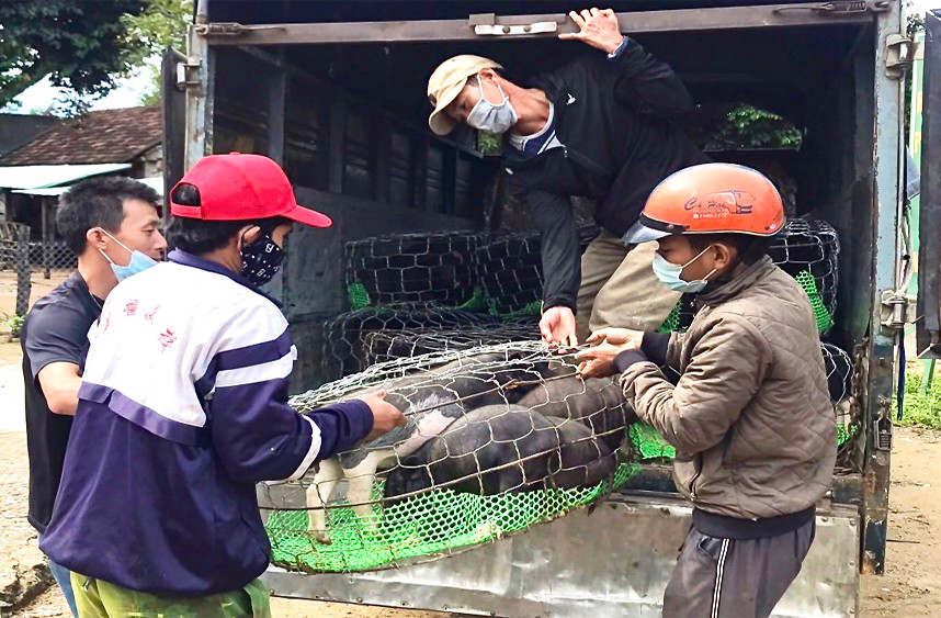 Anh Đinh Drung (bìa phải, làng Kuk Đak, xã An Thành) xuất bán đàn heo con của gia đình. Ảnh: M.P
