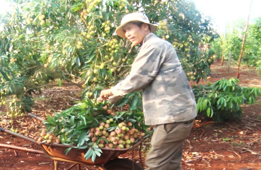 Hiện vườn vải của gia đình anh Nguyễn Đình Hoạch có hơn 100 cây cho thu hoạch được 5 tấn quả. Ảnh: Phạm Ngọc Hiện vườn vải của gia đình anh Nguyễn Đình Hoạch có hơn 100 cây cho thu hoạch được 5 tấn quả. Ảnh: Phạm Ngọc