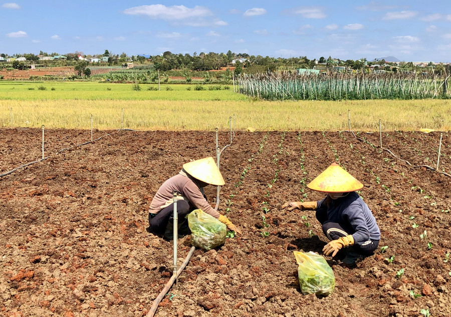 Gia đình chị Nguyễn Thị Thùy Dung (thôn 2, xã Chư Á, TP. Pleiku) chuyển đổi đất lúa sang trồng rau màu. Ảnh: Lê Nam Gia đình chị Nguyễn Thị Thùy Dung (thôn 2, xã Chư Á, TP. Pleiku) chuyển đổi đất lúa sang trồng rau màu. Ảnh: Lê Nam