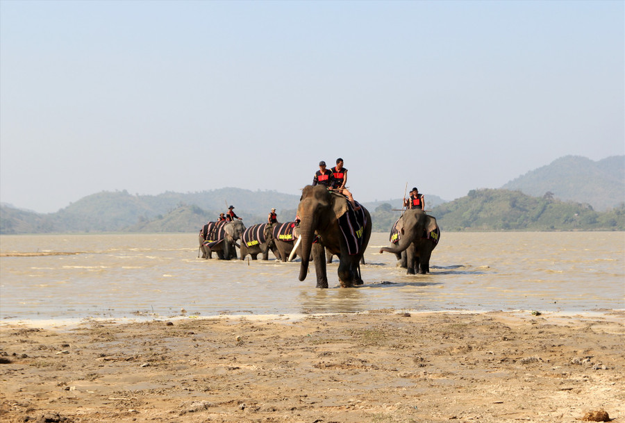 Voi trên đường đến thưởng thức tiệc buffet. Ảnh: Phan Tuấn Voi trên đường đến thưởng thức tiệc buffet. Ảnh: Phan Tuấn