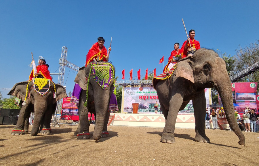 Những chú voi ở vùng đất Buôn Đôn huyền thoại. Ảnh: Bảo Lâm Những chú voi ở vùng đất Buôn Đôn huyền thoại. Ảnh: Bảo Lâm