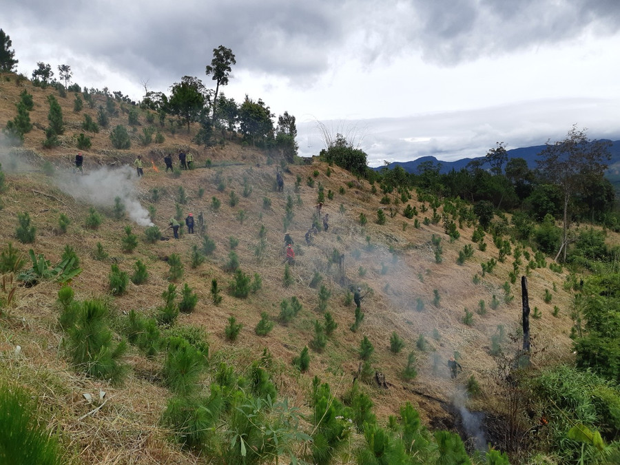 Ban Quản lý rừng phòng hộ Mang Yang phối hợp cùng các hộ nhận khoán phát dọn thực bì. Ảnh: Nguyễn Diệp