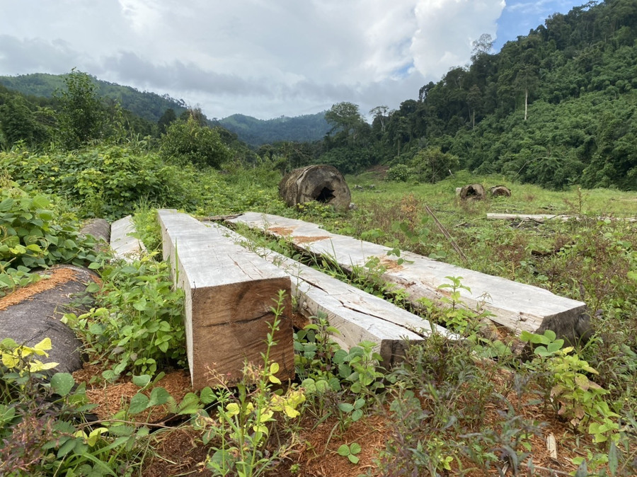 Ngoài bị khai thác gỗ trái phép, rừng ở Sa Thầy đứng trước nguy cơ cháy vào mùa khô. Ảnh: Thanh Tuấn Ngoài bị khai thác gỗ trái phép, rừng ở Sa Thầy đứng trước nguy cơ cháy vào mùa khô. Ảnh: Thanh Tuấn