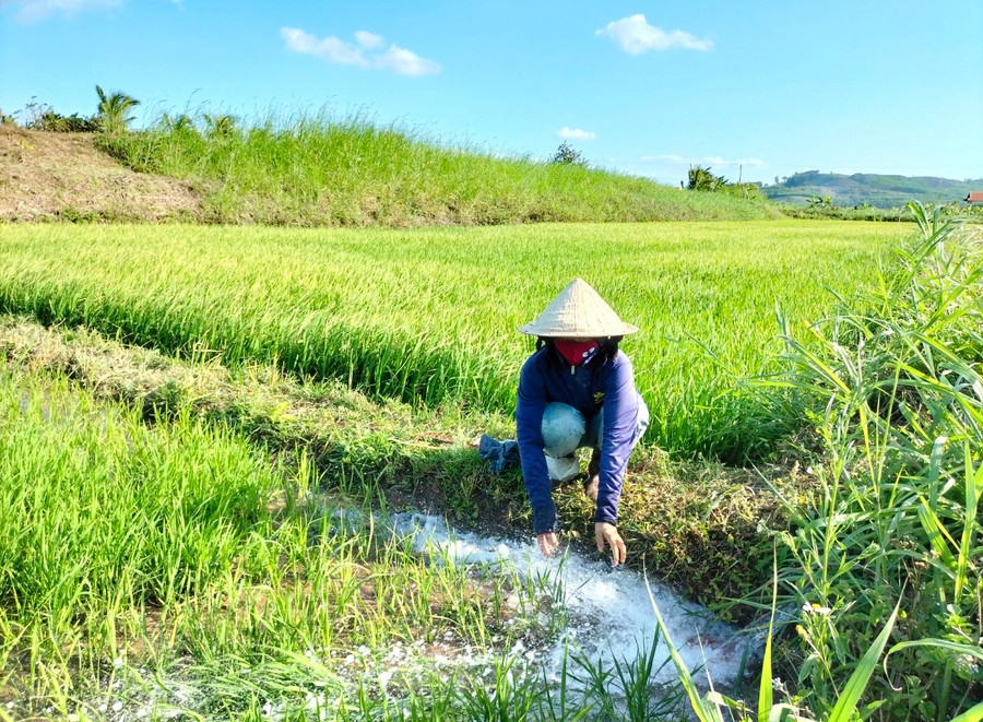 Người dân huyện Kbang lấy nước tưới cho cây lúa. Ảnh: Lê Nam Người dân huyện Kbang lấy nước tưới cho cây lúa. Ảnh: Lê Nam
