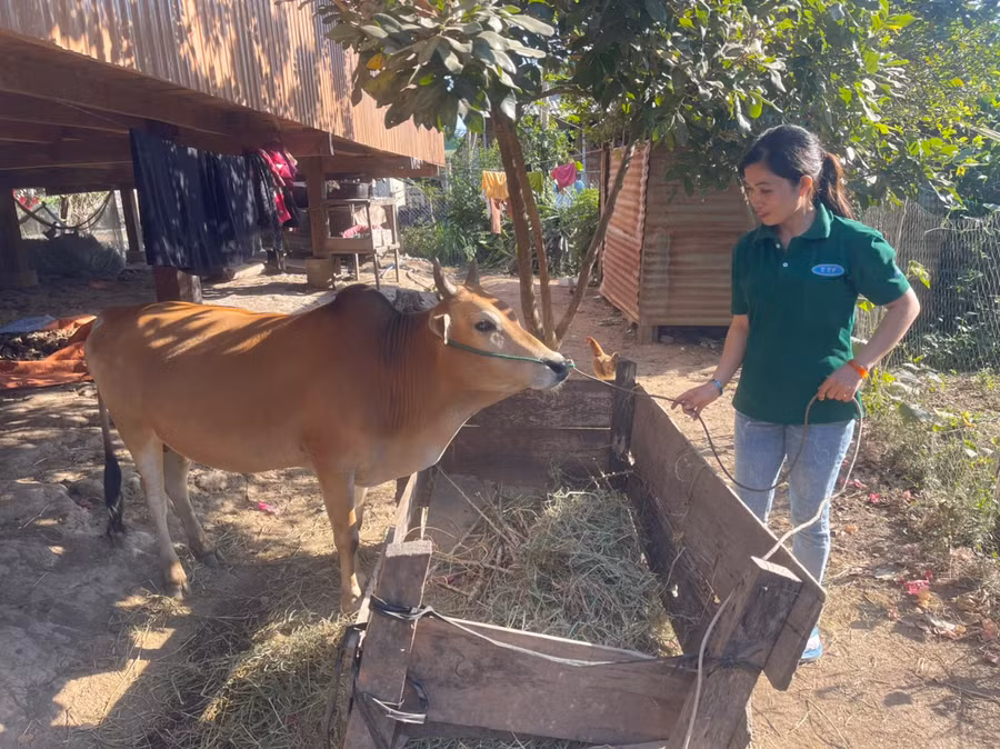 Chị Ksor H'Đao chăm sóc con bò được chị H'Kriếu hỗ trợ. Ảnh: Vũ Chi