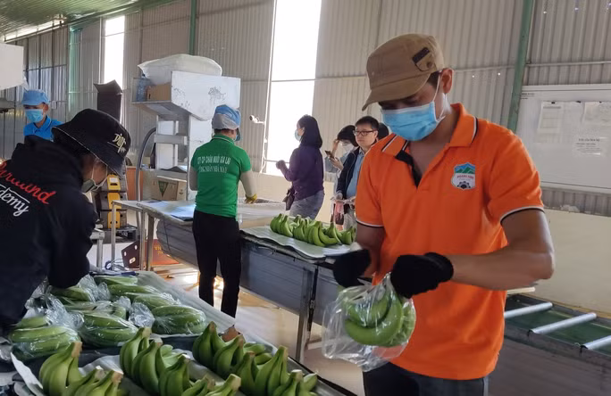 Đóng gói chuối xuất khẩu tại HAGL.