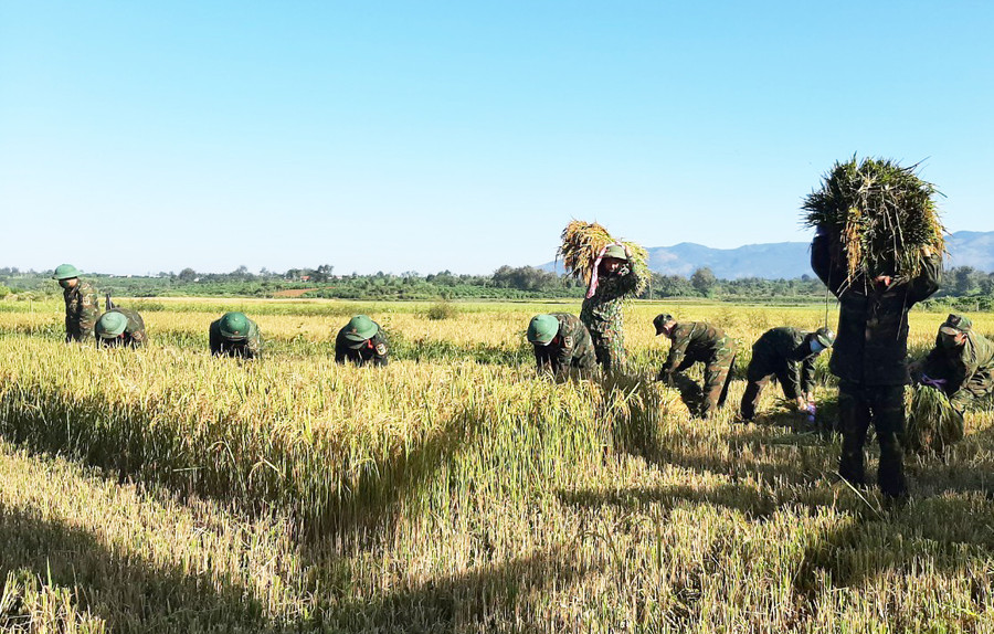 Lực lượng vũ trang tỉnh giúp dân thu hoạch lúa. Ảnh: Vĩnh Hoàng Lực lượng vũ trang tỉnh giúp dân thu hoạch lúa. Ảnh: Vĩnh Hoàng