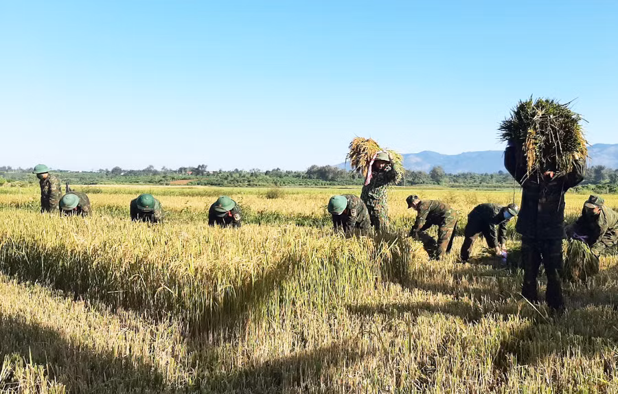 Lực lượng vũ trang tỉnh giúp dân thu hoạch lúa. Ảnh: Vĩnh Hoàng