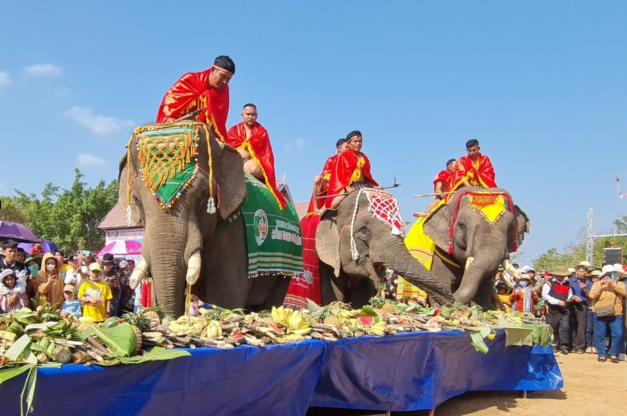 Những chú voi thưởng thức tiệc buffet do chính quyền huyện Buôn Đôn tổ chức. Ảnh: Bảo Lâm Những chú voi thưởng thức tiệc buffet do chính quyền huyện Buôn Đôn tổ chức. Ảnh: Bảo Lâm