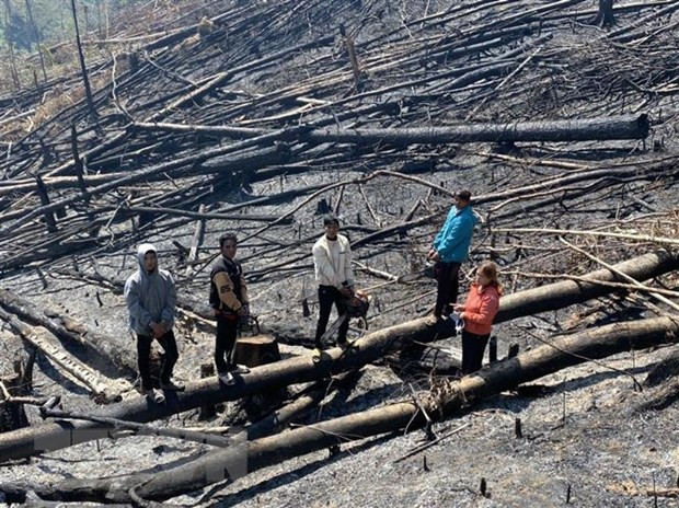 Nhóm đối tượng tại khu vực rừng phòng hộ bị hủy hoại. Ảnh: TTXVN phát Nhóm đối tượng tại khu vực rừng phòng hộ bị hủy hoại. Ảnh: TTXVN phát