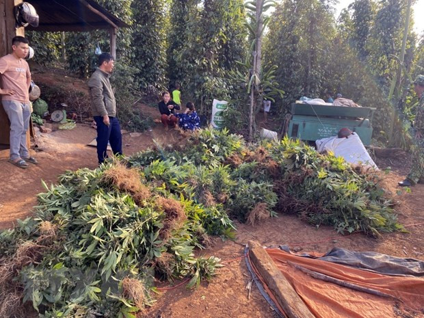 Tang vật vụ việc. Ảnh: TTXVN phát