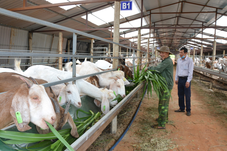 Một góc chuồng trại nuôi dê của ông Hoàng Minh Đường (thôn Hòa Bình, xã Bàu Cạn). Ảnh: Hoàng Cư Một góc chuồng trại nuôi dê của ông Hoàng Minh Đường (thôn Hòa Bình, xã Bàu Cạn). Ảnh: Hoàng Cư