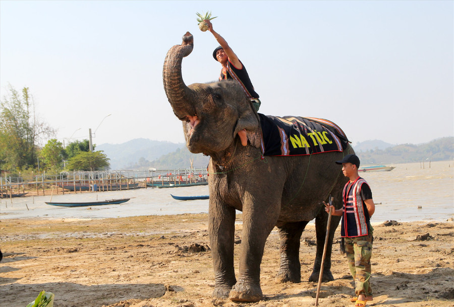 Một chú voi được nài voi đút cho 1 món ăn yêu thích. Ảnh: Phan Tuấn Một chú voi được nài voi đút cho 1 món ăn yêu thích. Ảnh: Phan Tuấn