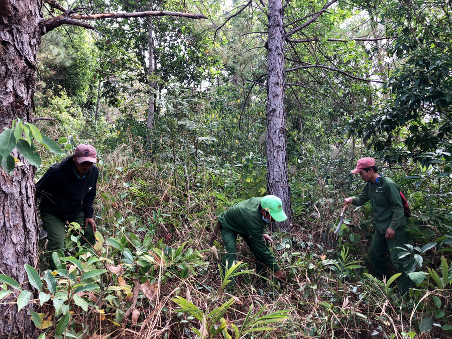 Các thành viên tổ nhận khoán bảo vệ rừng của xã Ia Kreng (huyện Chư Păh) phát dọn thực bì để hạn chế cháy rừng. Ảnh: Lê Nam
