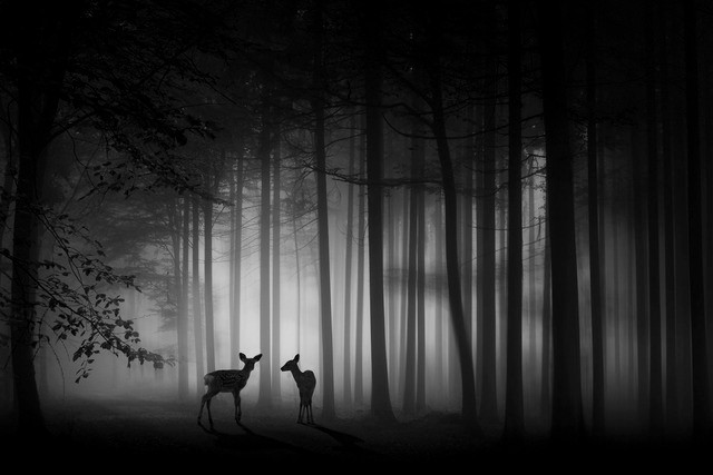 Foggy dawn của tác giả Ma Yaping (Trung Quốc), huy chương vàng ISF, đề tài tự do cho ảnh đơn sắc. Ảnh: BTC cung cấp Foggy dawn của tác giả Ma Yaping (Trung Quốc), huy chương vàng ISF, đề tài tự do cho ảnh đơn sắc. Ảnh: BTC cung cấp