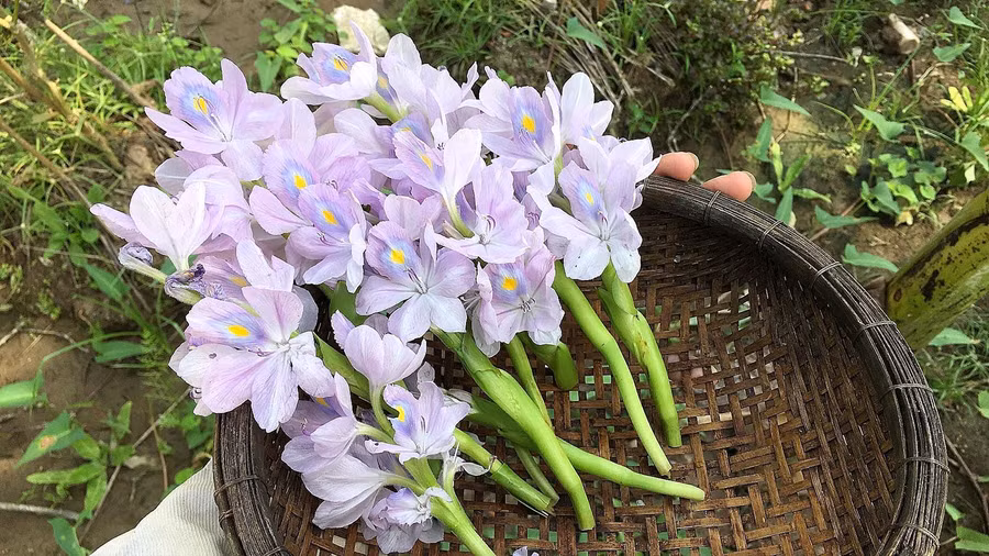 Bông lục bình mang sắc tím