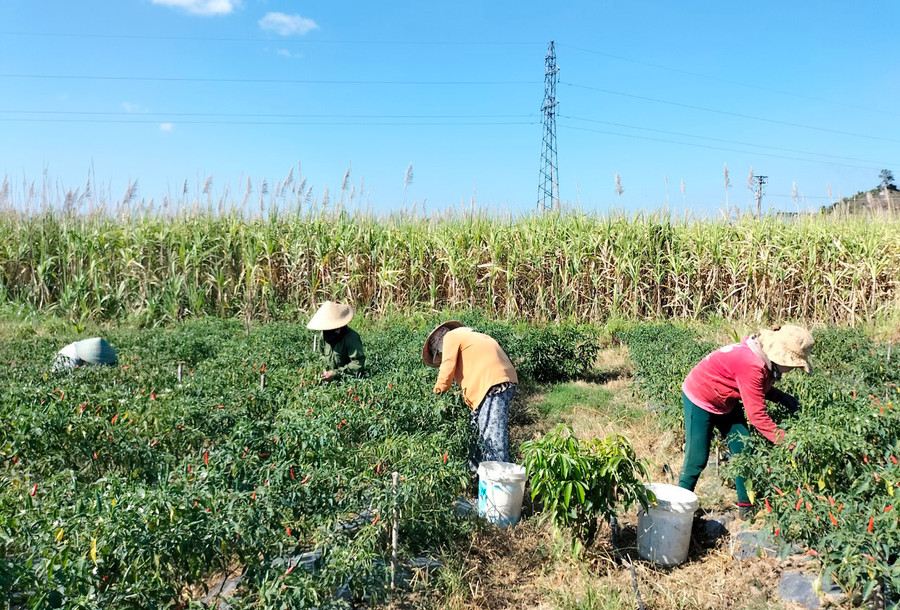 Gia đình ông Trần Văn Minh (thôn 3, xã Đông) thu hoạch ớt. Ảnh: M.N Gia đình ông Trần Văn Minh (thôn 3, xã Đông) thu hoạch ớt. Ảnh: M.N