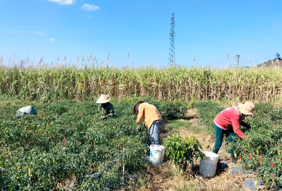 Gia đình ông Trần Văn Minh (thôn 3, xã Đông) thu hoạch ớt. Ảnh: M.N