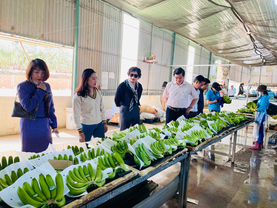 Gia Lai đẩy mạnh thu hút các nguồn lực đầu tư cho phát triển nông nghiệp. Ảnh: Trần Dung Gia Lai đẩy mạnh thu hút các nguồn lực đầu tư cho phát triển nông nghiệp. Ảnh: Trần Dung